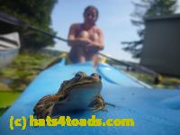 /home//u458753944/public_html/sourcegallery/////////////////Frogs/More bullfrogs/P1160641.JPG